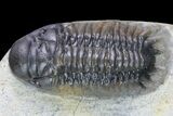 Cute, Little Crotalocephalina Trilobite - long #83346-2